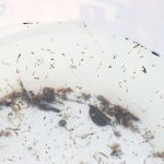 Sivrisinekler durgun sularda ürer